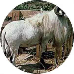 West African Dwarf sheep