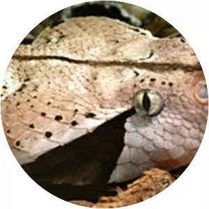 West African gaboon viper