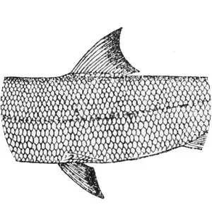 West African ladyfish