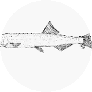 West African pygmy herring