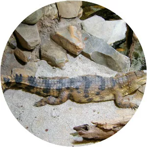 West African slender-snouted crocodile - Reptile