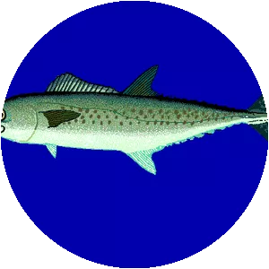West African Spanish mackerel