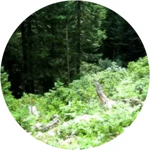 West Coast Airlines Flight 956