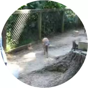 West Coast Game Park Safari - 