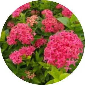 West Indian Jasmine - Plants