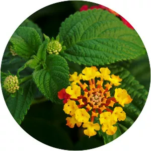 West Indian Lantana
