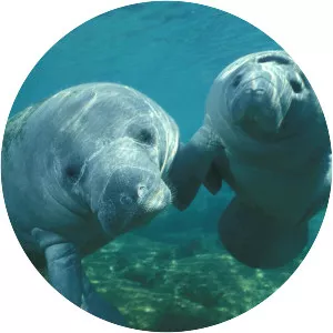 West Indian manatee