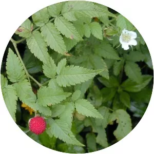 West Indian Raspberry