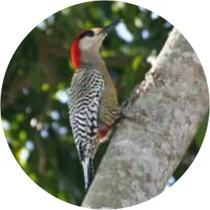 West Indian woodpecker