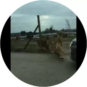 West Midland Safari Park - 