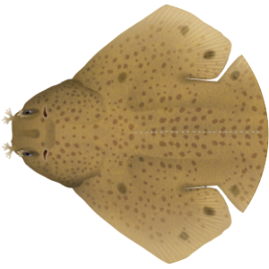 Western angelshark