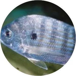 Western Atlantic seabream