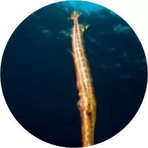 Western Atlantic Trumpetfish - 