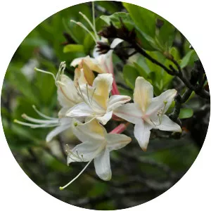 Western azalea