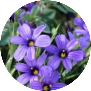 Western blue-eyed grass - Plants