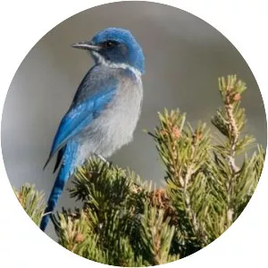Western bluebird
