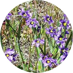 Western blueeyed grass