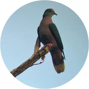 Western bronze-naped pigeon