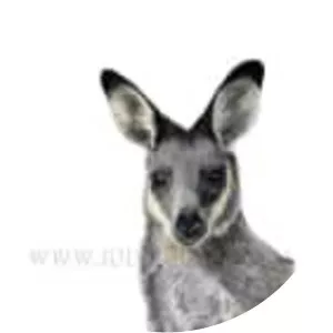 Western brush wallaby