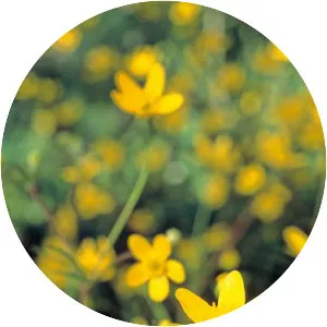 Western buttercup