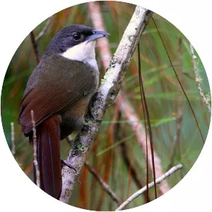 Western chat-tanager - Bird