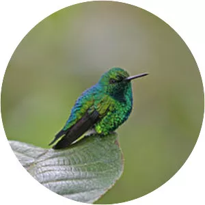 Western emerald