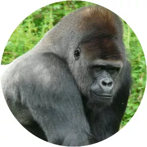 Western gorilla