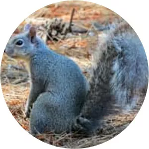 Western gray squirrel
