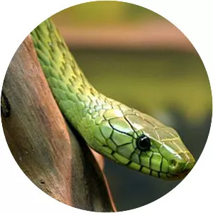 Western green mamba