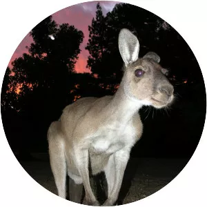 Western grey kangaroo