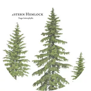 Western hemlock - Plants