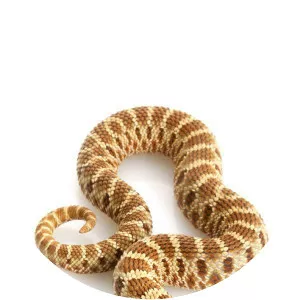 Western hognose snake