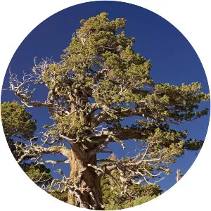 Western juniper