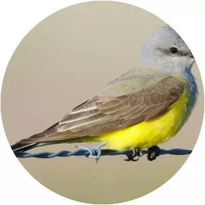 Western kingbird