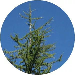 Western larch - Plants