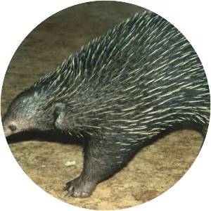 Western longbeaked echidna