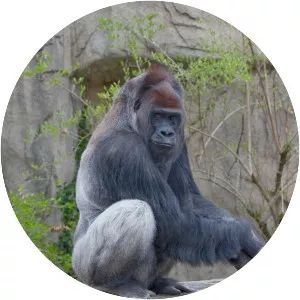 Western lowland gorilla