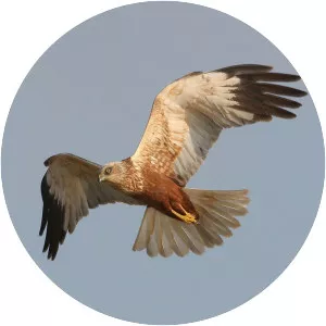 Western marsh harrier