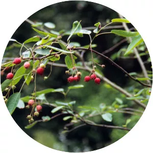 Western mayhaw