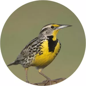 Western meadowlark
