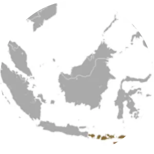 Western Naked-backed Fruit Bat - Animal