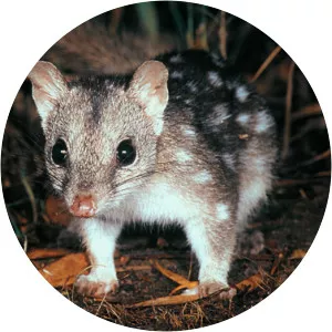 Western quoll
