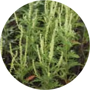 Western ragweed