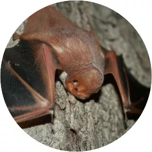 Western red bat
