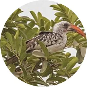Western red-billed hornbill