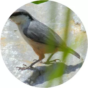 Western rock nuthatch