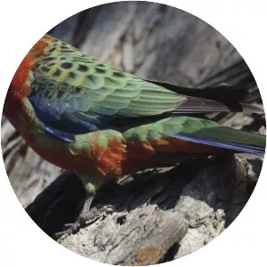 Western rosella
