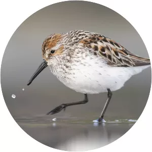 Western sandpiper