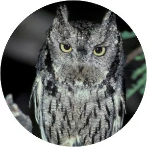 Western screech owl