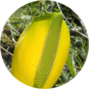 Western skunk cabbage